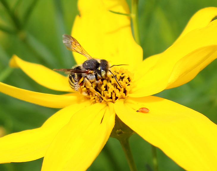 An oblong woolcarder bee (Anthidium oblongatum) on a coreopsis plant. June 19, 2021, Franklin Park Conservatory and Botanical Gardens. 
