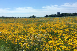 Pollinator habitat is becoming a cornerstone of wildlife management ...