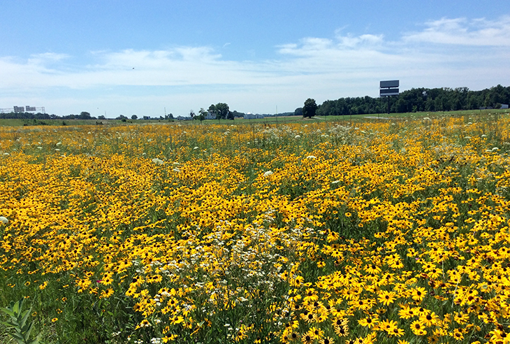 A roadside pollinator habitat established by the Ohio Department of Transportation. Image courtesy Scott Lucas.