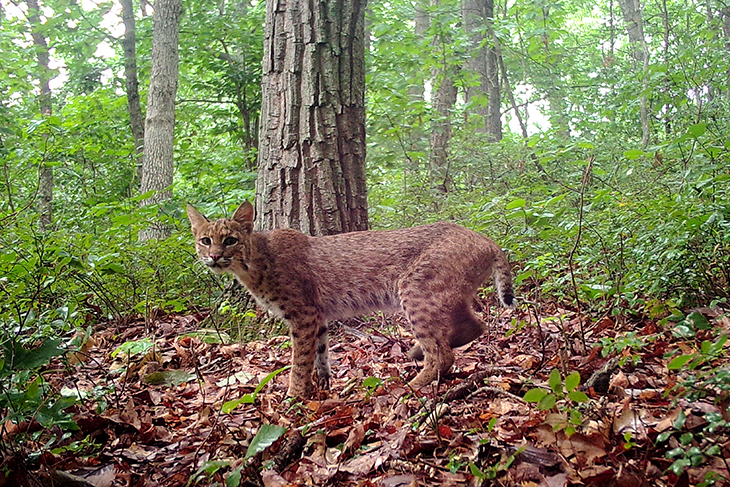 A bobcat in Ohio.