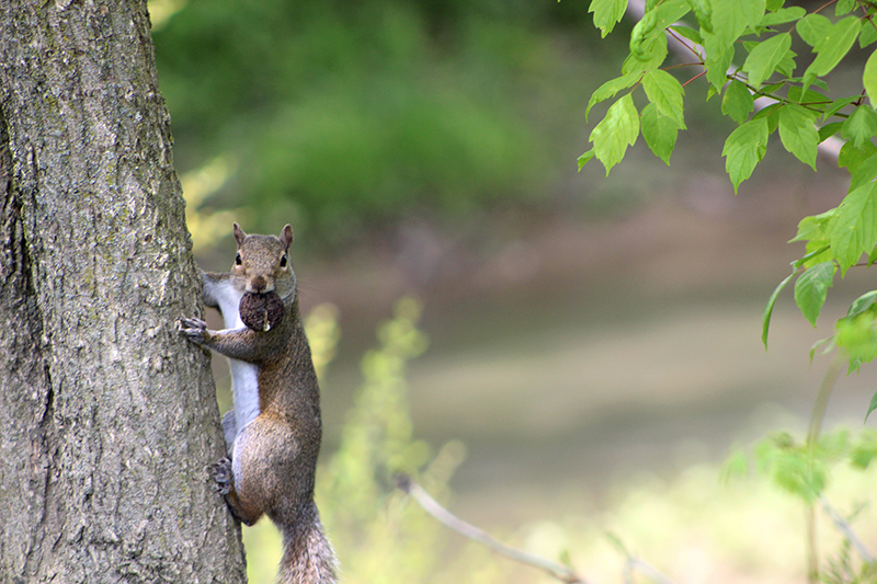 5 things to know about squirrels in Ohio Ohio Wildlife Management
