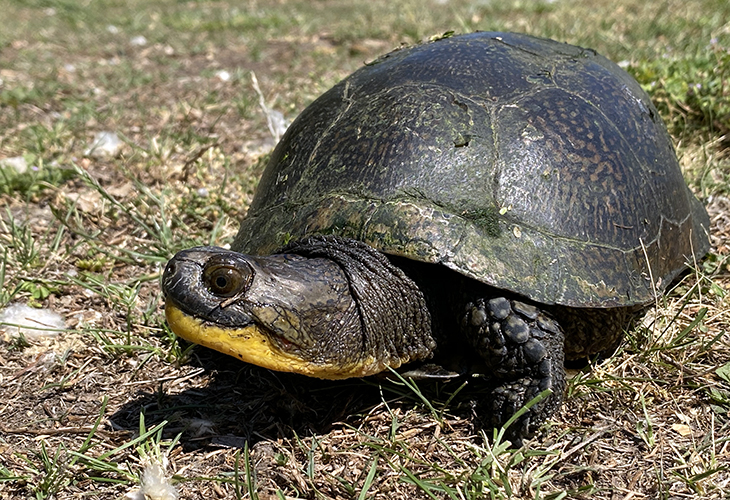 A Blanding's turtle (Emydoidea blandingii). Image courtesy Corey Wycoff and the Toledo Zoo.