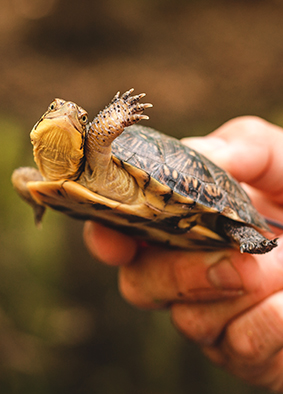 A Blanding's turtle (Emydoidea blandingii). Image courtesy Corey Wycoff and the Toledo Zoo.