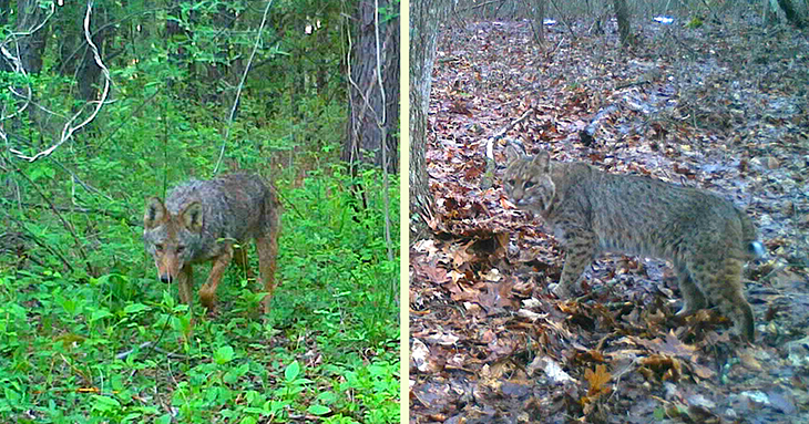 A coyote (left) and a bobcat (right) that were spotted on the camera traps. 